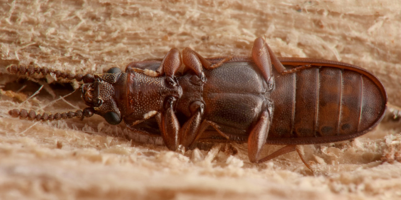 Cucujidae: Pediacus dermestoides